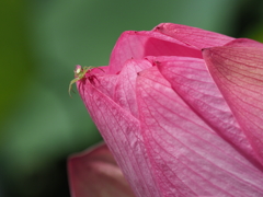 あら、そこにいたの