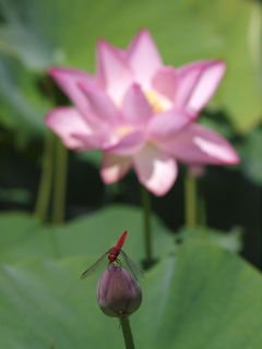 赤とんぼと共に
