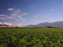 蕎麦畑に青空