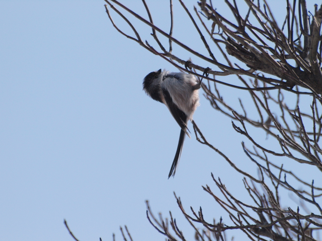 庭に来る野鳥達（１）