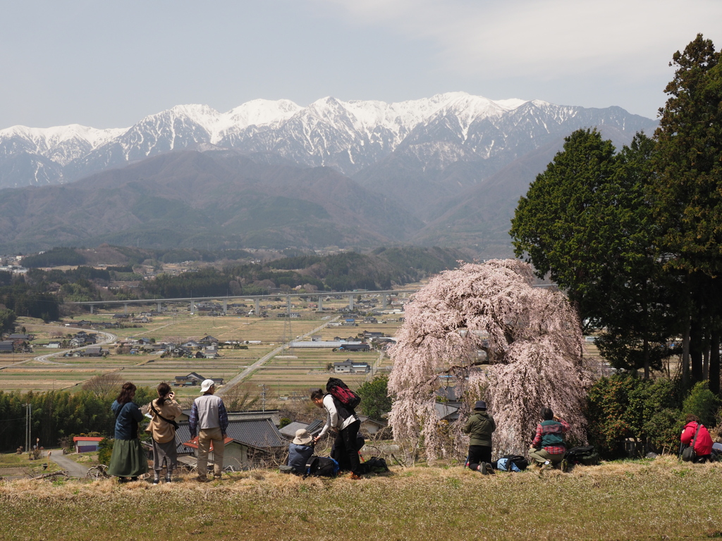 吉瀬の枝垂れ桜
