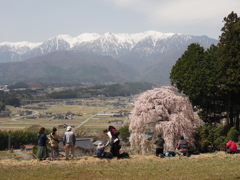 吉瀬の枝垂れ桜