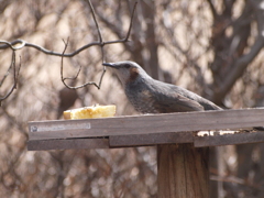 さあお食べ