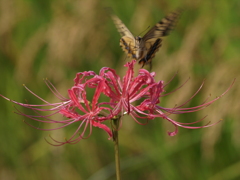 彼岸花に舞うキアゲハ