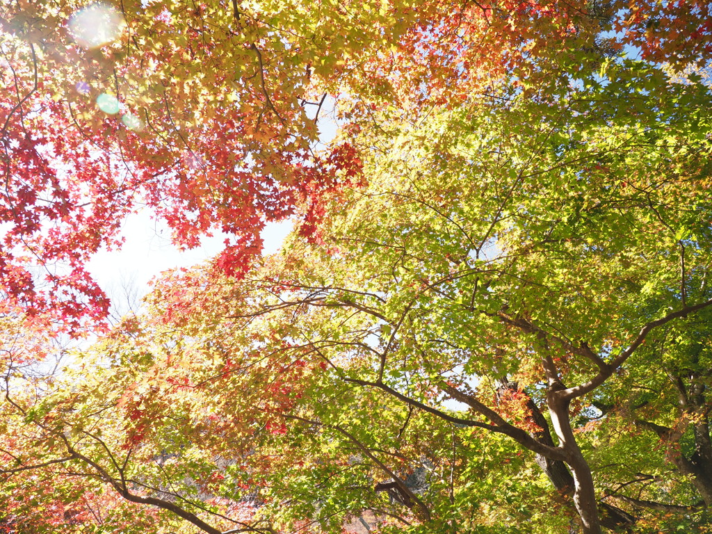 高遠城址公園にて（２）