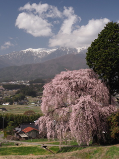 吉瀬の枝垂れ桜（２）