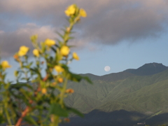お月様に月見草
