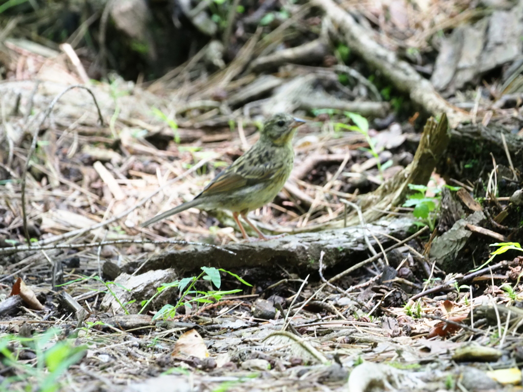 出会えた野鳥達（１）