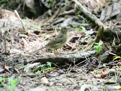 出会えた野鳥達（１）