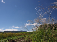 初秋の田園風景