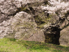 駒つなぎの桜（３）