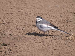 あんたも居たの