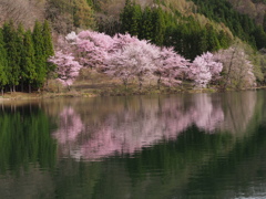 中綱湖のさくら