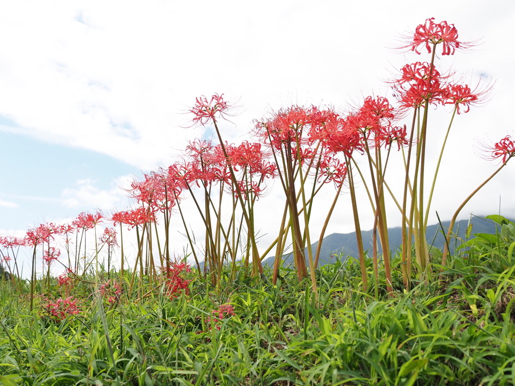 田んぼの土手は花盛り