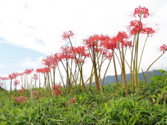 田んぼの土手は花盛り