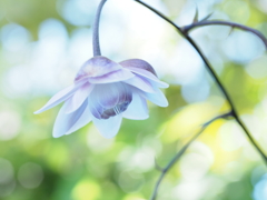 妖精舞い降りる