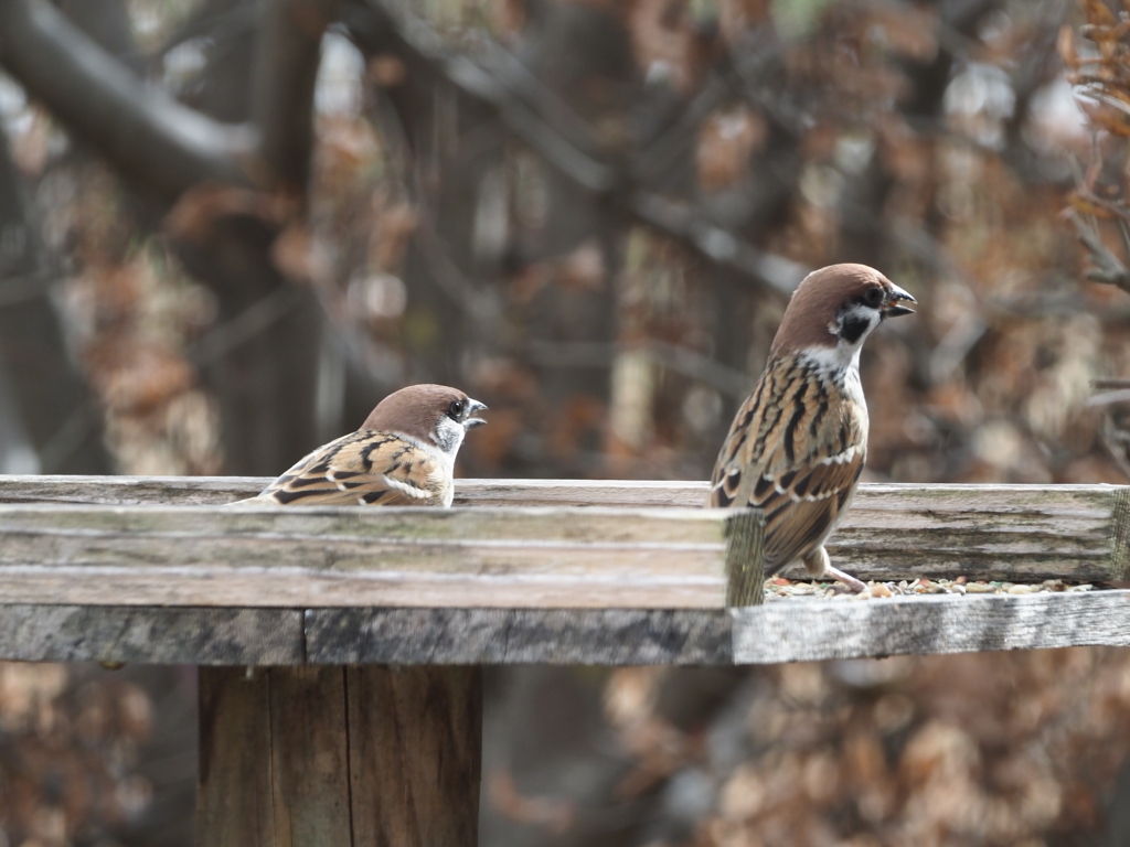 ゆっくりお食べ