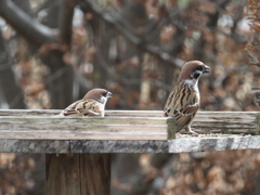 ゆっくりお食べ