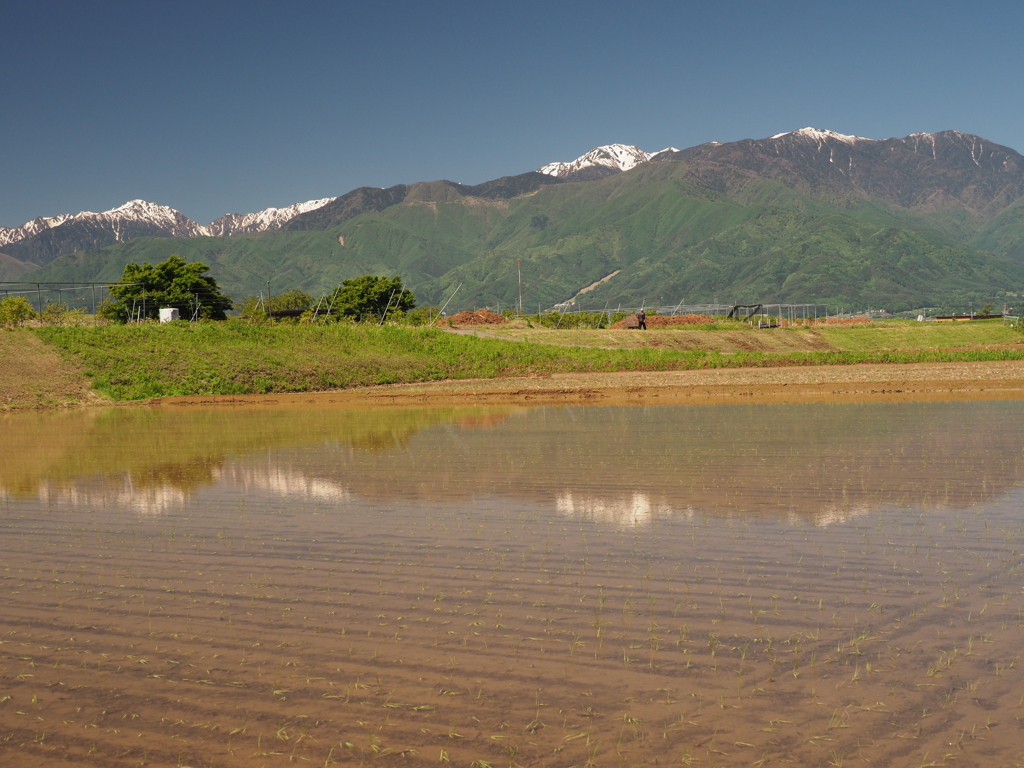 田植え一番乗り