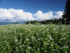 白い花・白い雲