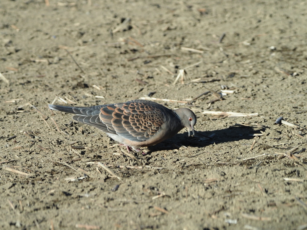 身近にいる野鳥たち（１）