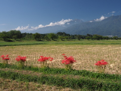 彼岸花寸景（１）