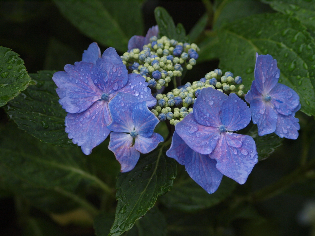 庭の花達（２）
