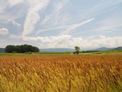 麦畑に夏雲