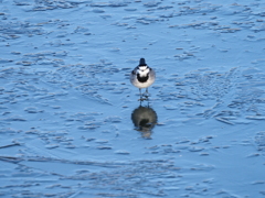 身近にいる野鳥たち（２）