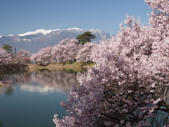 満開の堤