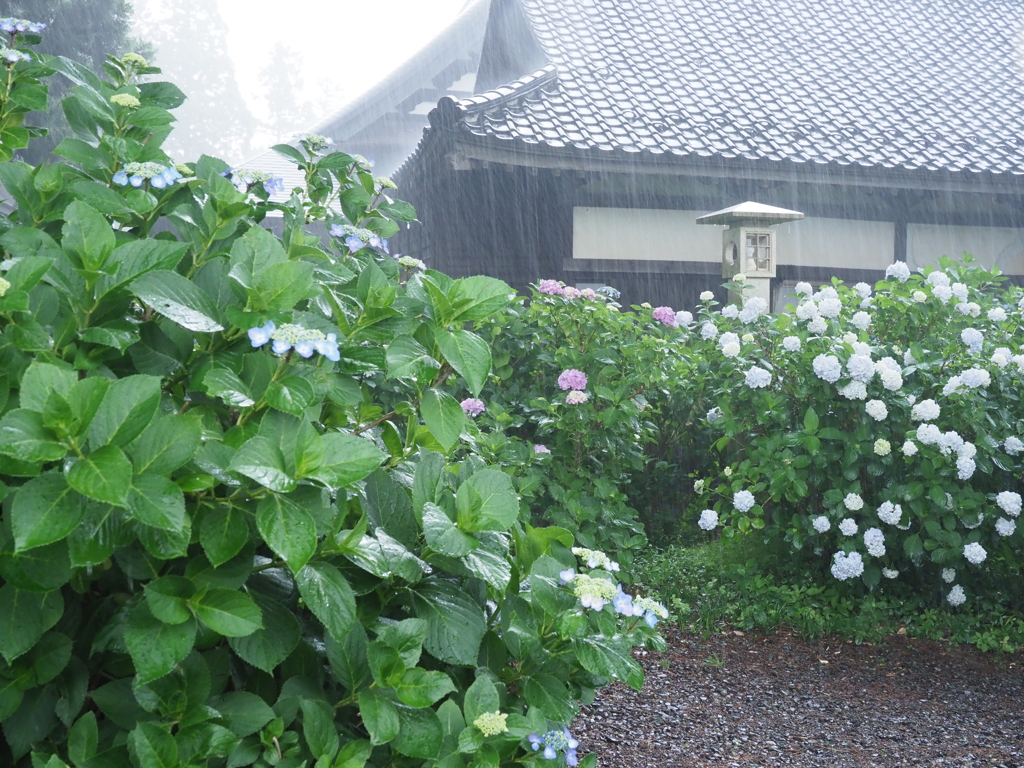 雨中の紫陽花