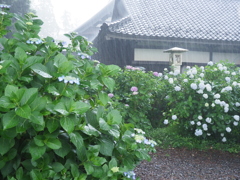 雨中の紫陽花