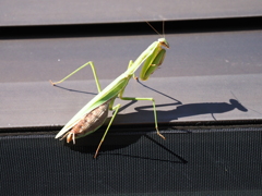 カマキリ居座る