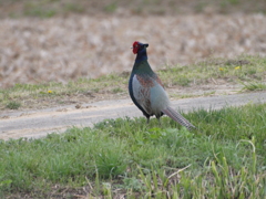 雉も鳴かずば