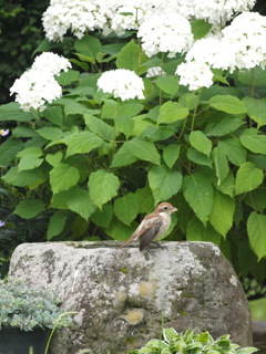 紫陽花にモズ