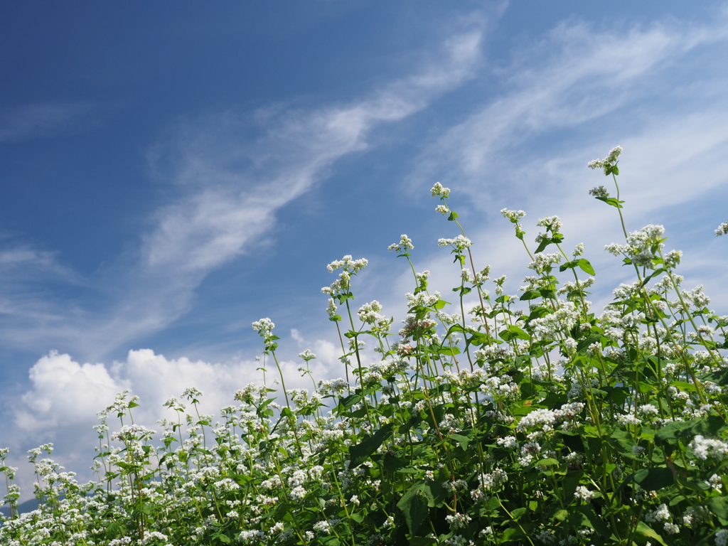 蕎麦の花に白い雲