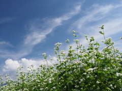 蕎麦の花に白い雲