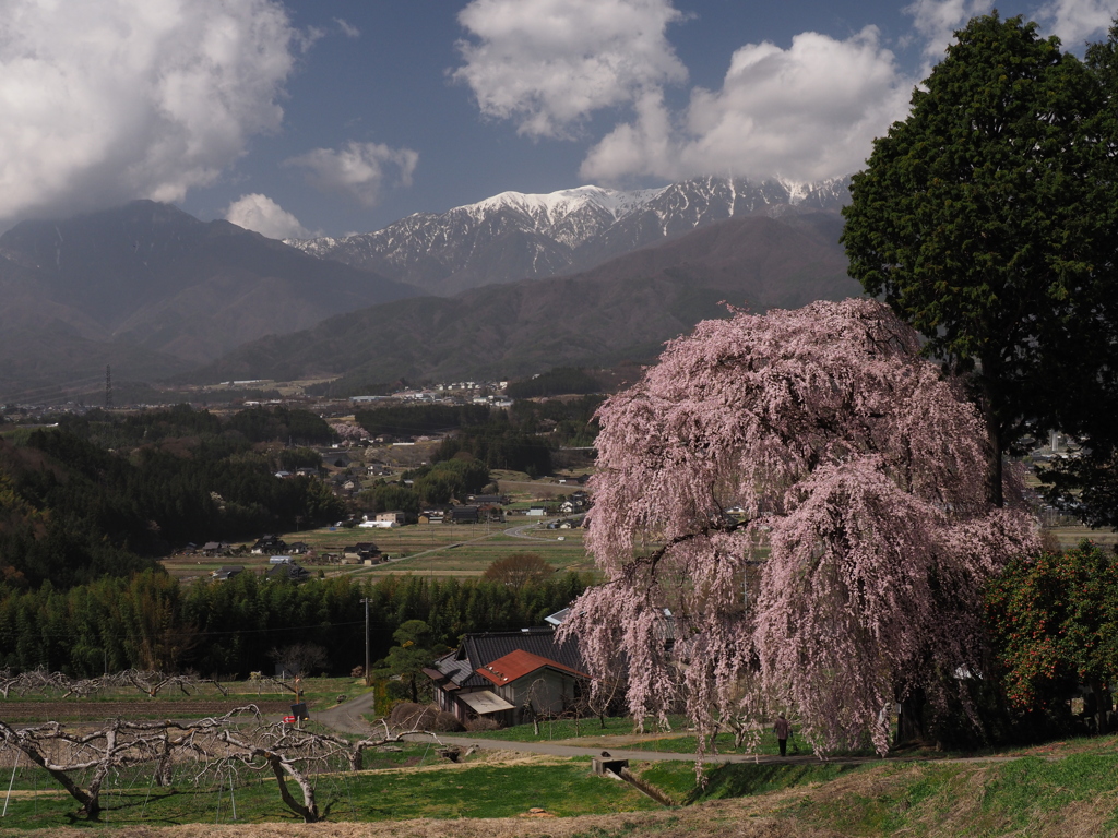 吉瀬の枝垂れ桜（１）