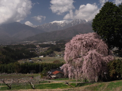 吉瀬の枝垂れ桜（１）