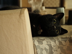 クーちゃん元気です