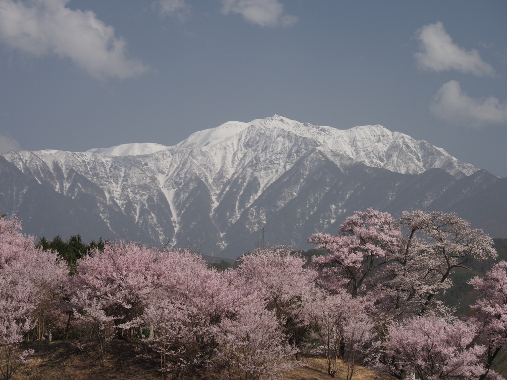 桜に仙丈