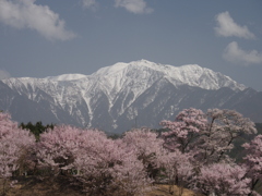 桜に仙丈