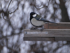 おひとりですか