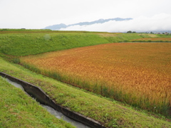 麦畑とアルプス