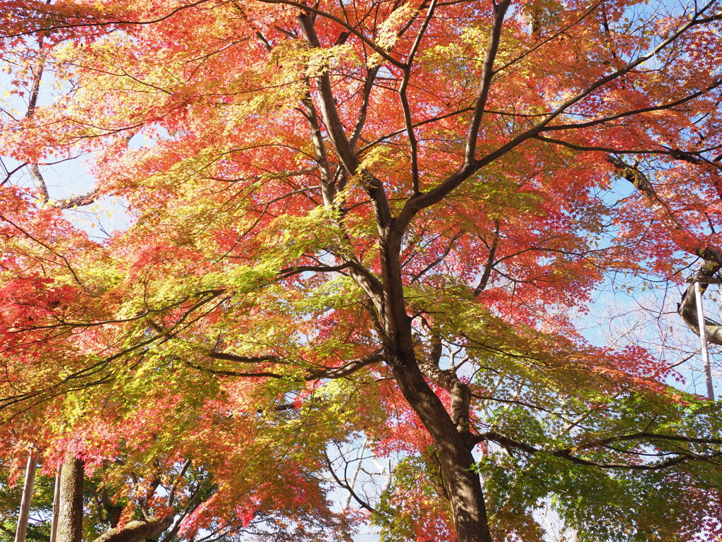 高遠城址公園にて（５）