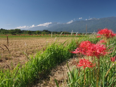 彼岸花寸景（２）