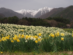 水仙とアルプス