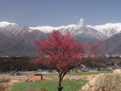 紅梅とアルプス（２）