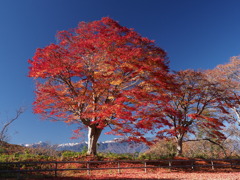 中央アルプスを仰ぎ見て