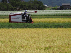 稲刈り進む